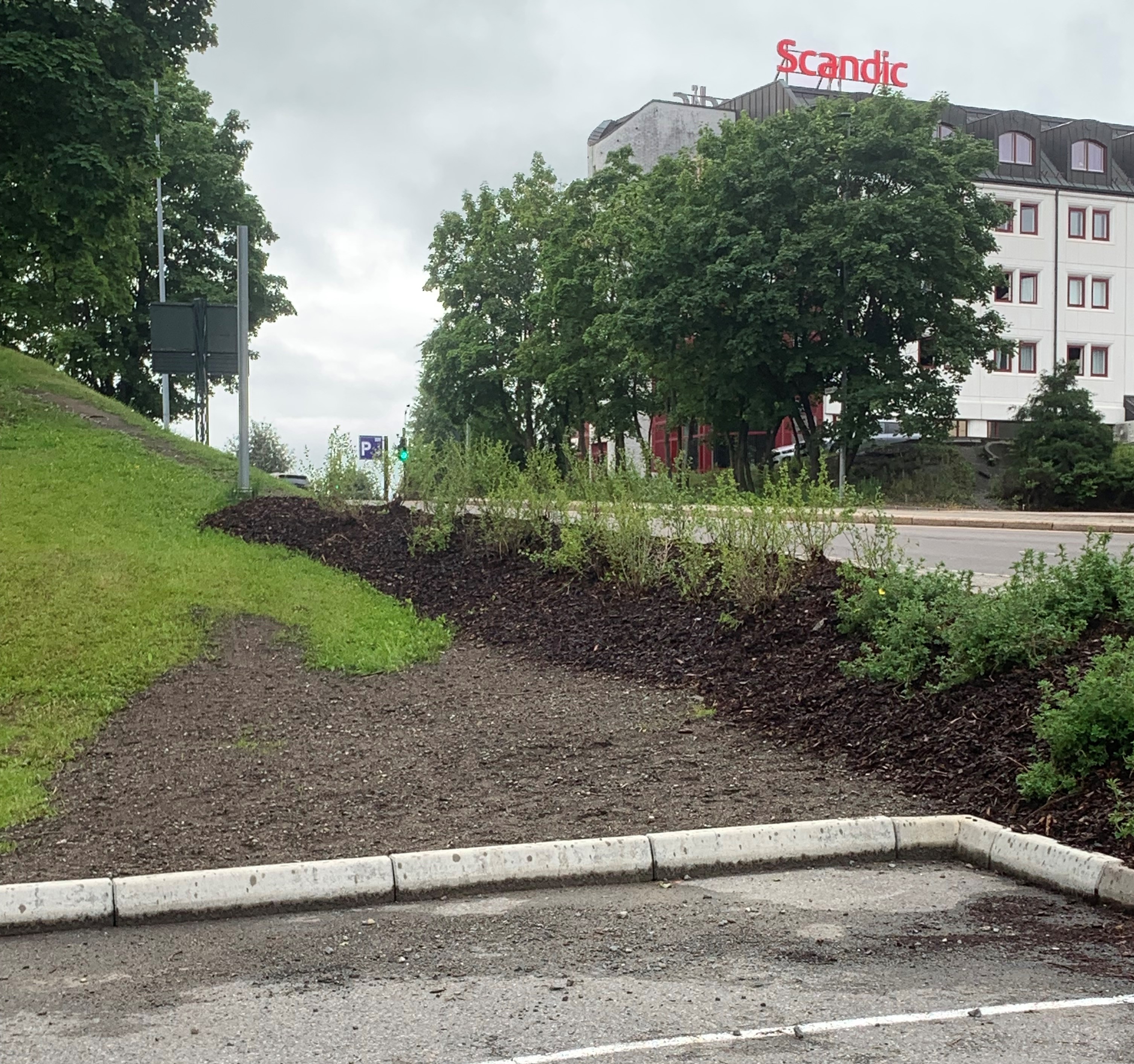 Bildet viser nyplantede busker ved parkeringsplassen.
